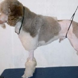 Poodles from Sowlhowl Kennels