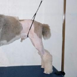 Poodles from Sowlhowl Kennels