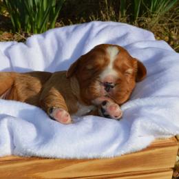 AKC Boy 1 - Ruby male Cavalier King Charles Spaniel puppy in Resaca, Georgia from Freeman's Royal Cavaliers