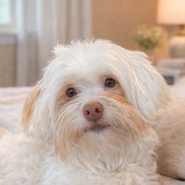 Missy - Havanese