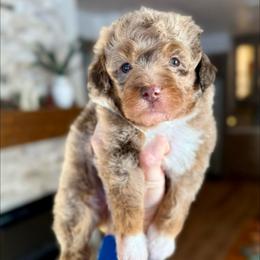 Lark - Merle female Bernedoodle puppy in Midland, Michigan from Northern Charm Farm