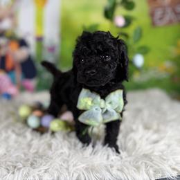 Snoopy - Black male Goldendoodle puppy in Lake Panasoffkee, Florida from Donnas Deluxe Doodles LLC