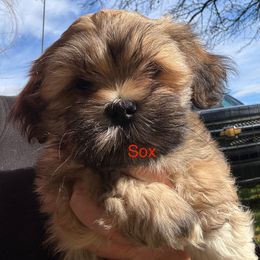 Sox - Cream male Lhasa Apso puppy in Snover, Michigan from Lhasa Fur Life