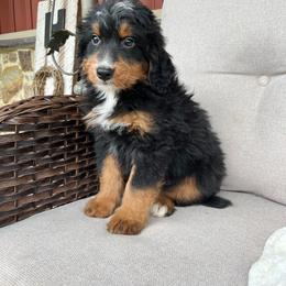Jimmy - Tri-color male Bernedoodle puppy in Holtwood, Pennsylvania from Country Ridge Puppies