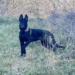 Belgian Malinois puppies from Z Domu Niedzwiedzia Malinois