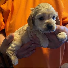 Froggy (Orange) - Buff and white male Cocker Spaniel puppy in Garland, Texas from Palms Cocker Spaniels of Texas