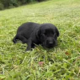 Lillie - Black female Labrador Retriever puppy in Carriere, Mississippi from Cajun Water Retrievers