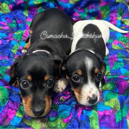 Dachshund Puppies from Camacho_Dachshunds