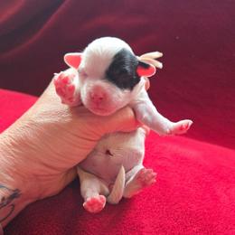 Pink: Cookie - Black & white female Maltipoo puppy in Sahuarita, Arizona from Cowgirl's Legacy Maltipoos