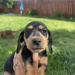 Betty Brant - Black and tan female Dachshund puppy in Yuba City, California from The Navarro Furbabies