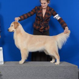 Cynthia - Golden Retriever