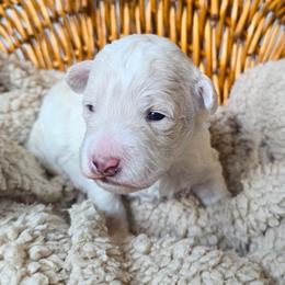 Frosty - Parti male Goldendoodle puppy in Gunnison, Utah from Curls and Camo Pups