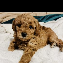 Maltipoo Puppies from Awwws-n-Pawws