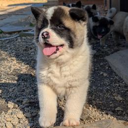 Yuri's Boy 2 - White male Akita puppy in South Carolina from Sierra Mountain Akitas