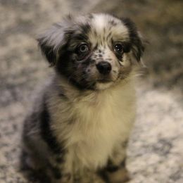 Australian Shepherd, Miniature Australian Shepherd, and Toy Australian Shepherd Puppies from Elmo’s Toy and Miniature Australian Shepherds