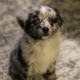 Australian Shepherd, Miniature Australian Shepherd, and Toy Australian Shepherd Puppies from Elmo’s Toy and Miniature Australian Shepherds