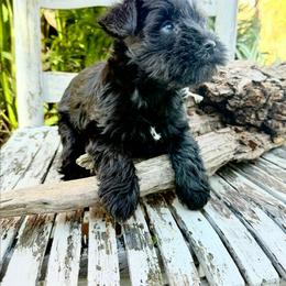 Luna - Black female Miniature Schnauzer puppy in Wewahitchika, Florida from Small But Mighty Schnauzers
