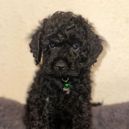Boy 4 - Black male Cockapoo puppy in California from Central Valley Scotties
