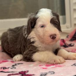 PUDDING - Fawn and white female Sheepadoodle puppy in Riverside, California from Downtown Doodles & Frenchies