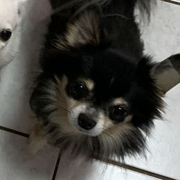 Russell - Chihuahua