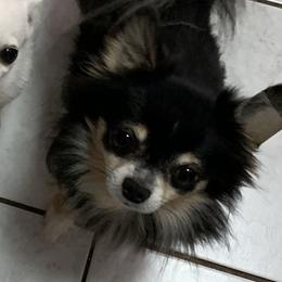 Russell - Chihuahua