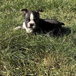 Valor - Black and white male Boston Terrier puppy in Fillmore, Illinois from Wind Hill Puppies