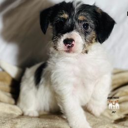 Kason - Tri-color male Russell Terrier puppy in Lufkin, Texas from Dixie-Rose JRT