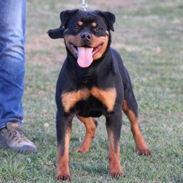 Ember - Rottweiler