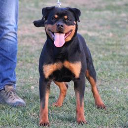 Ember - Rottweiler