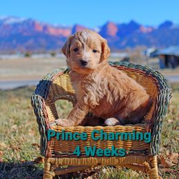 Aussiedoodle Puppies from Color Country Doodles