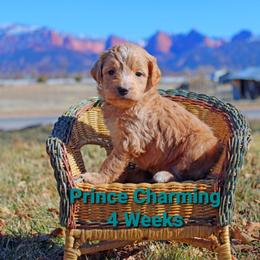 Aussiedoodle Puppies from Color Country Doodles