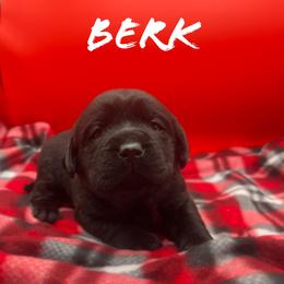 Berk - Black female Labrador Retriever puppy in Texas from Raley Retrievers