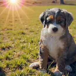 Cupid - Blue merle female Bernedoodle puppy in Pueblo, Colorado from Doodles of the Rockies