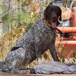 German Shorthaired Pointers from Long Lakes Kennel LLC