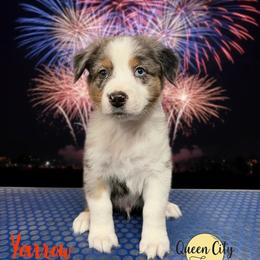 Yarrow - Blue merle male Australian Shepherd puppy in Falmouth, Kentucky from Queen City Farm