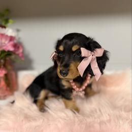 Eve 2,800 - Black and tan female Dachshund puppy in Mayville, Michigan from Teenie Little Hearts