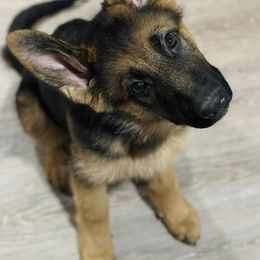 German Shepherd Puppies from Ewig Krieger Kennels