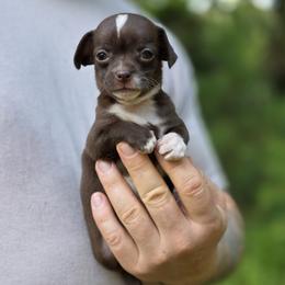 Brownie - Chocolate female Chihuahua puppy in East Camden, Arkansas from RoyAl