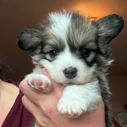 Eugene - Sable male Pembroke Welsh Corgi puppy in Cheyenne, Wyoming from BriarFox Welsh Corgis