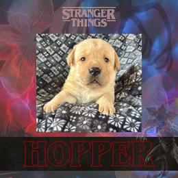 Hopper - Yellow male Labrador Retriever puppy in Sullivan, Missouri from O’Dell Labs