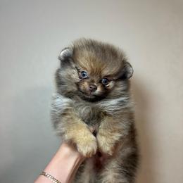 Miko - Chocolate male Pomeranian puppy in Phoenix, Arizona from Luxpomz