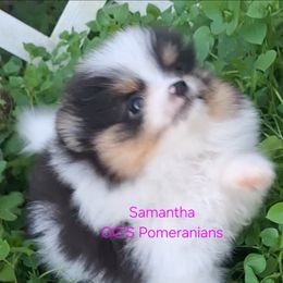 Samantha - Black parti female Pomeranian puppy in Oologah, Oklahoma from GG's Pomeranians