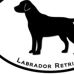 Dilute Retrievers and Labrador Retrievers from TLS Retrievers