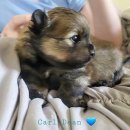 Carl Dean - Orange sable male Pomeranian puppy in Saint Charles, Missouri from Bisous Pomeranians & Heartland Sh