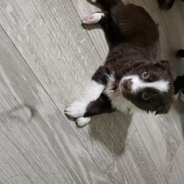 Australian Shepherd Puppies from Rafter KLF Australian Shepherds
