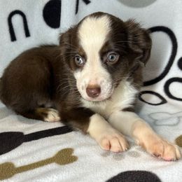 Boy 1 - Red tri male Miniature Australian Shepherd puppy in Hokes Bluff, Alabama from Alegria Toy Aussies