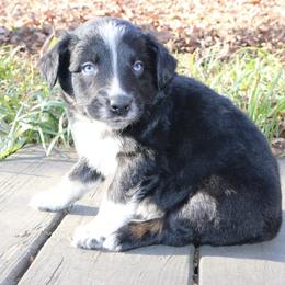 Simon - Black tri-color male Australian Shepherd puppy in Macon, Georgia from Shaina’s Shepherds