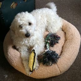 Angel - Goldendoodle