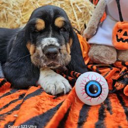 Sedona now Penny - Black white and tan female Basset Hound puppy in Big Rapids, Michigan from Basket Hound Bassets