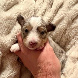 HONEY - female Sporty Mix puppy in Livonia, Michigan from M7’s Shelties, Toonies & AussieDoodles